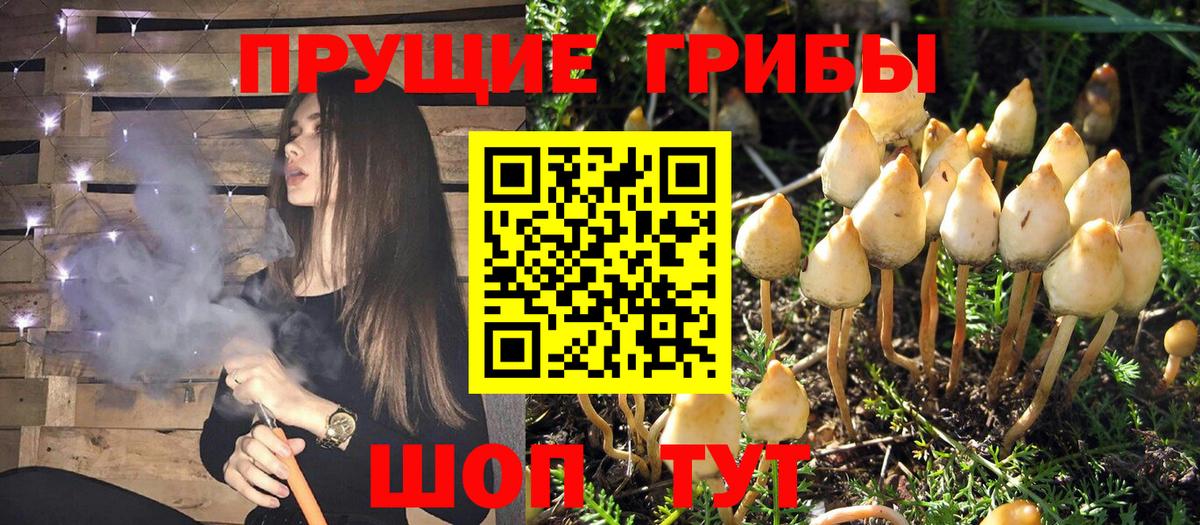 Псилоцибиновые грибы Cubensis Лабинск